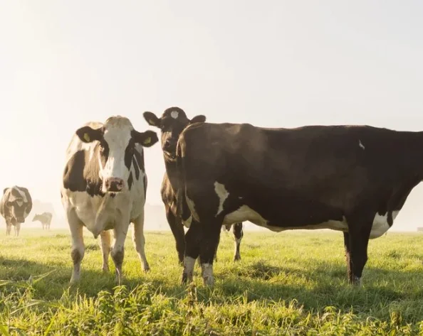 Dairy cows grazing in a Cheshire field at sunrise